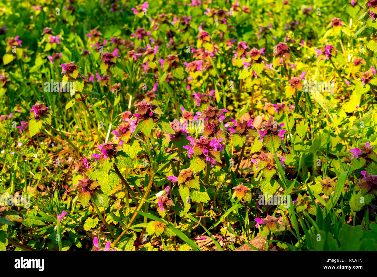 Couleurs sauvages red dead-nettle fleurs - selective focus Banque D'Images