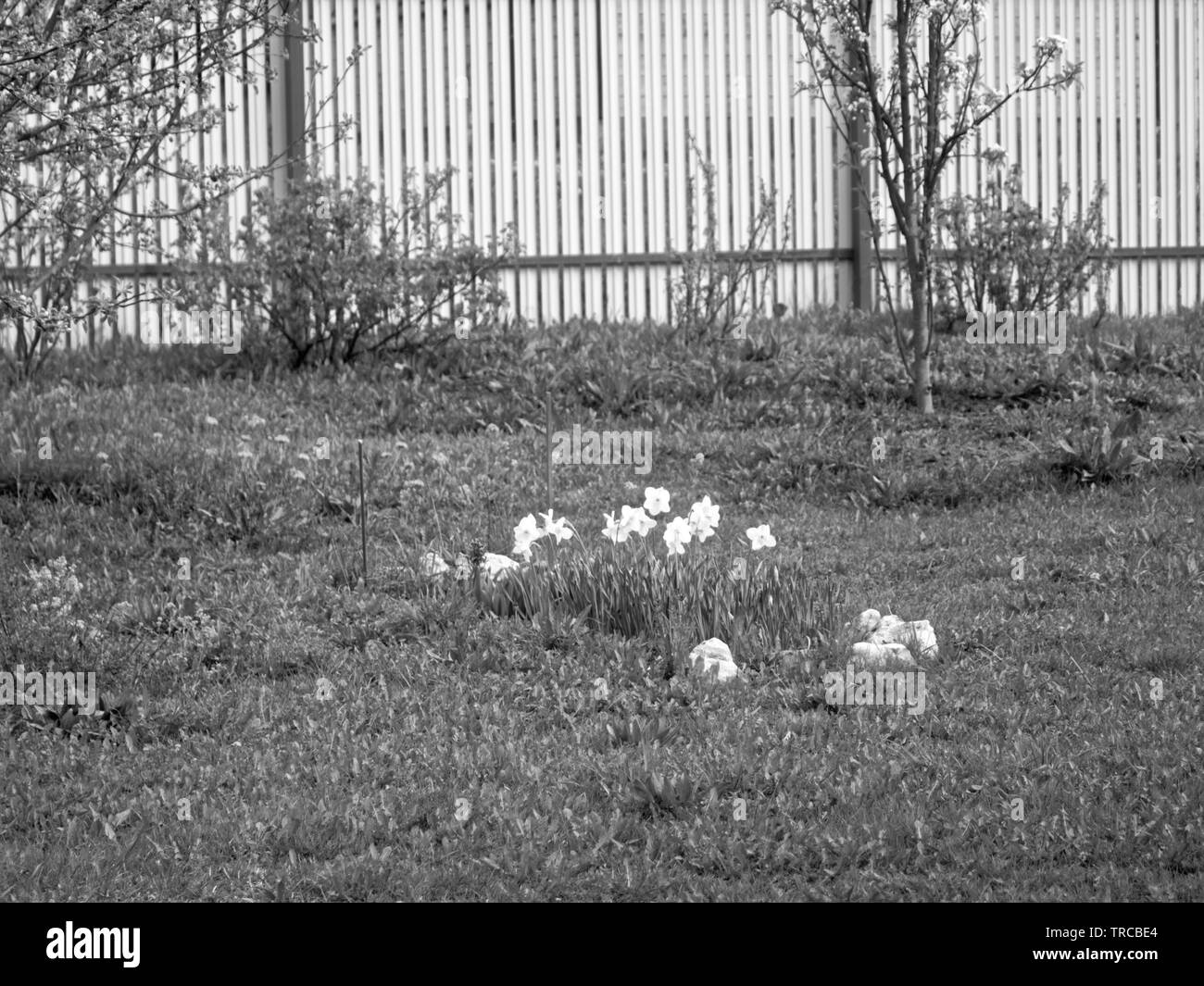 Floraison des jonquilles dans le jardin , photo en noir et blanc Banque D'Images