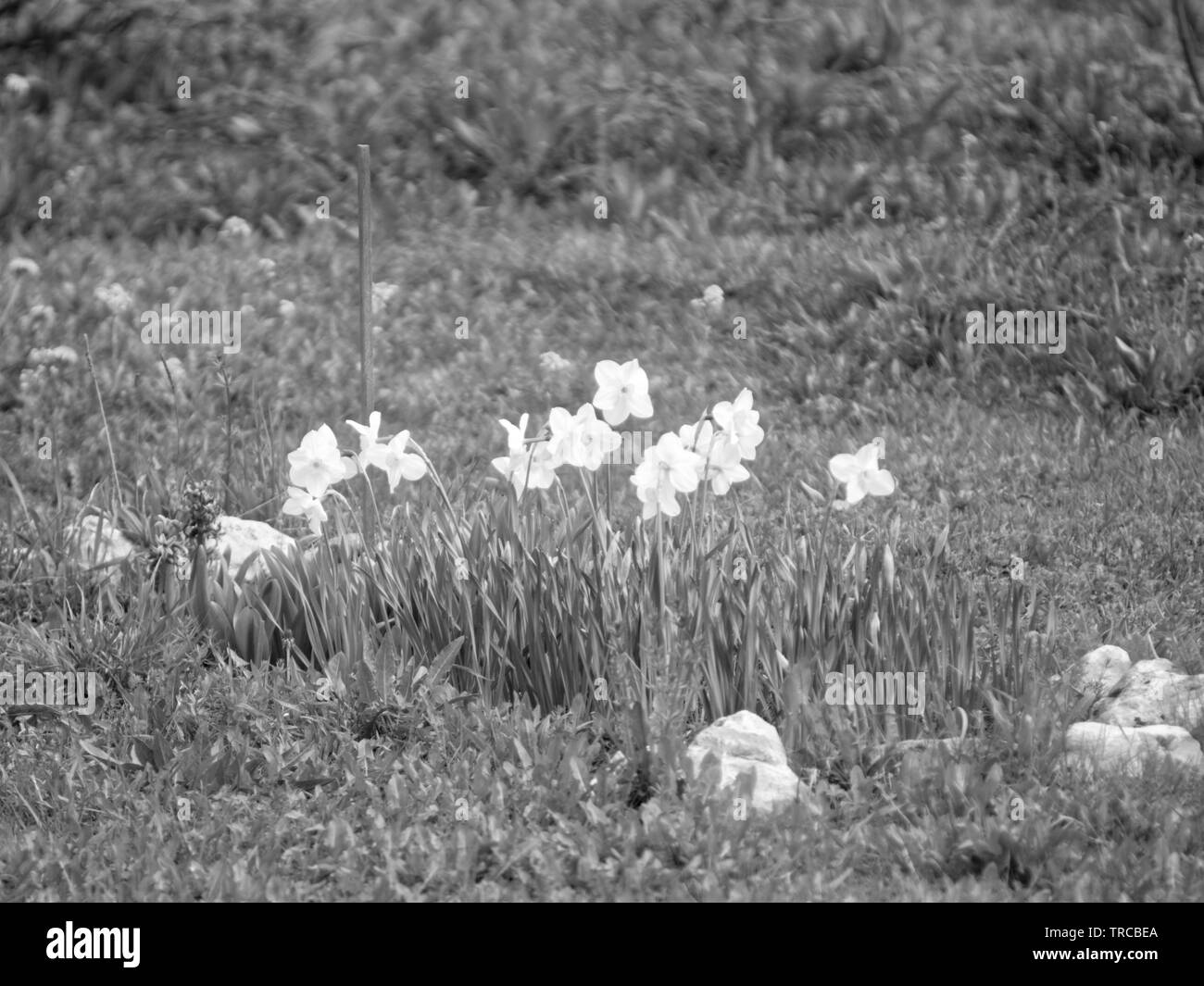 Floraison des jonquilles dans le jardin , photo en noir et blanc Banque D'Images