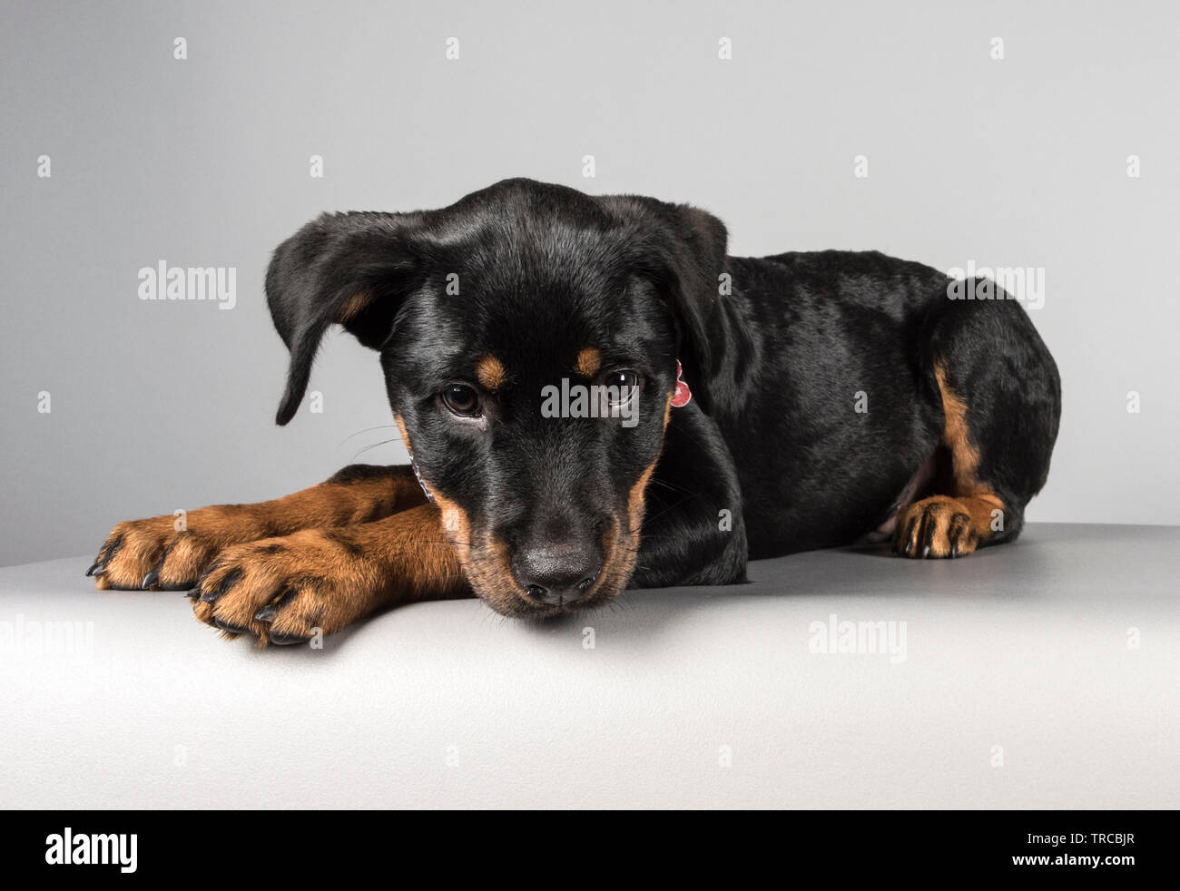 Chiot Rottweiler (12 semaines, homme) photographié au Royaume-Uni. Banque D'Images