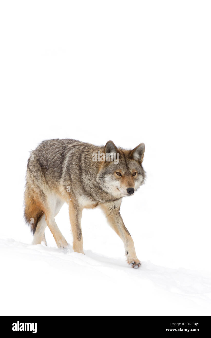 Le dirigeant d'une Coyote Canis latrans isolé sur fond blanc la marche et la chasse dans la neige au Canada Banque D'Images