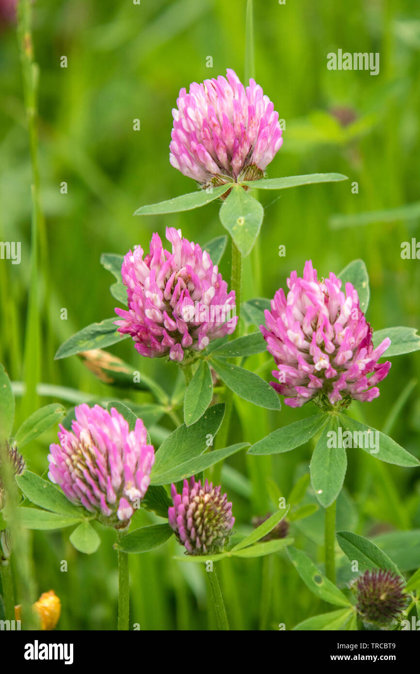 'Trèfle Trifolium' dans un pré. Banque D'Images