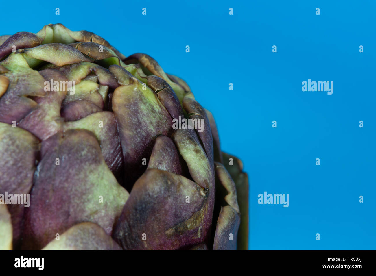 Close up d'artichaut violet sur fond bleu. Famille astéracées ou composées de plantes Banque D'Images