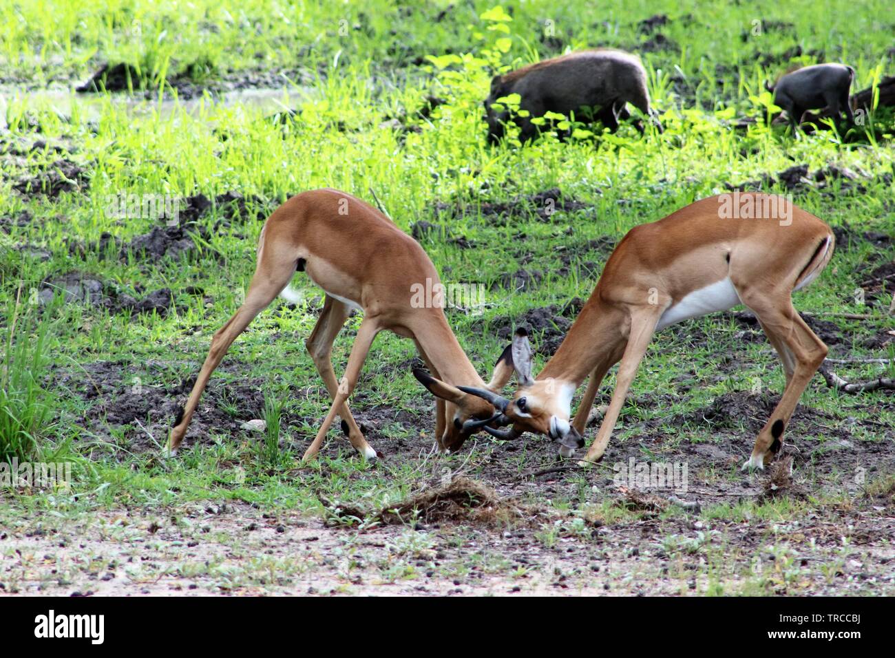 La faune et les animaux sur un safari en Tanzanie, Afrique Banque D'Images