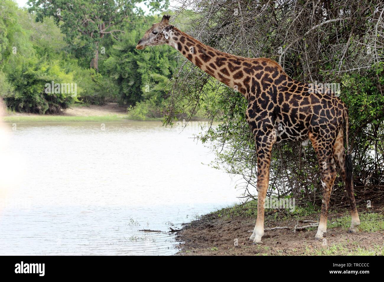 La faune et les animaux sur un safari en Tanzanie, Afrique Banque D'Images