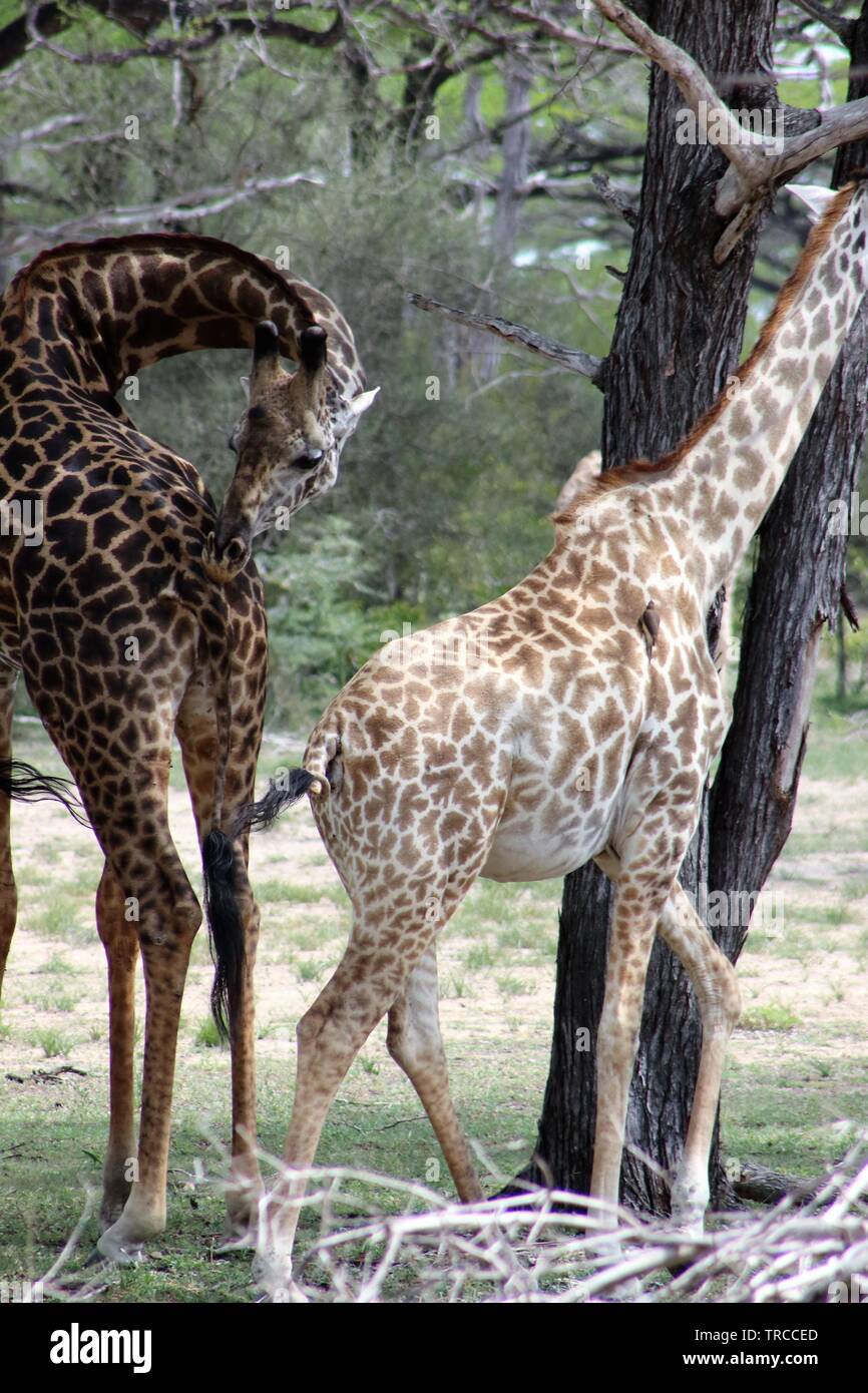 La faune et les animaux sur un safari en Tanzanie, Afrique Banque D'Images