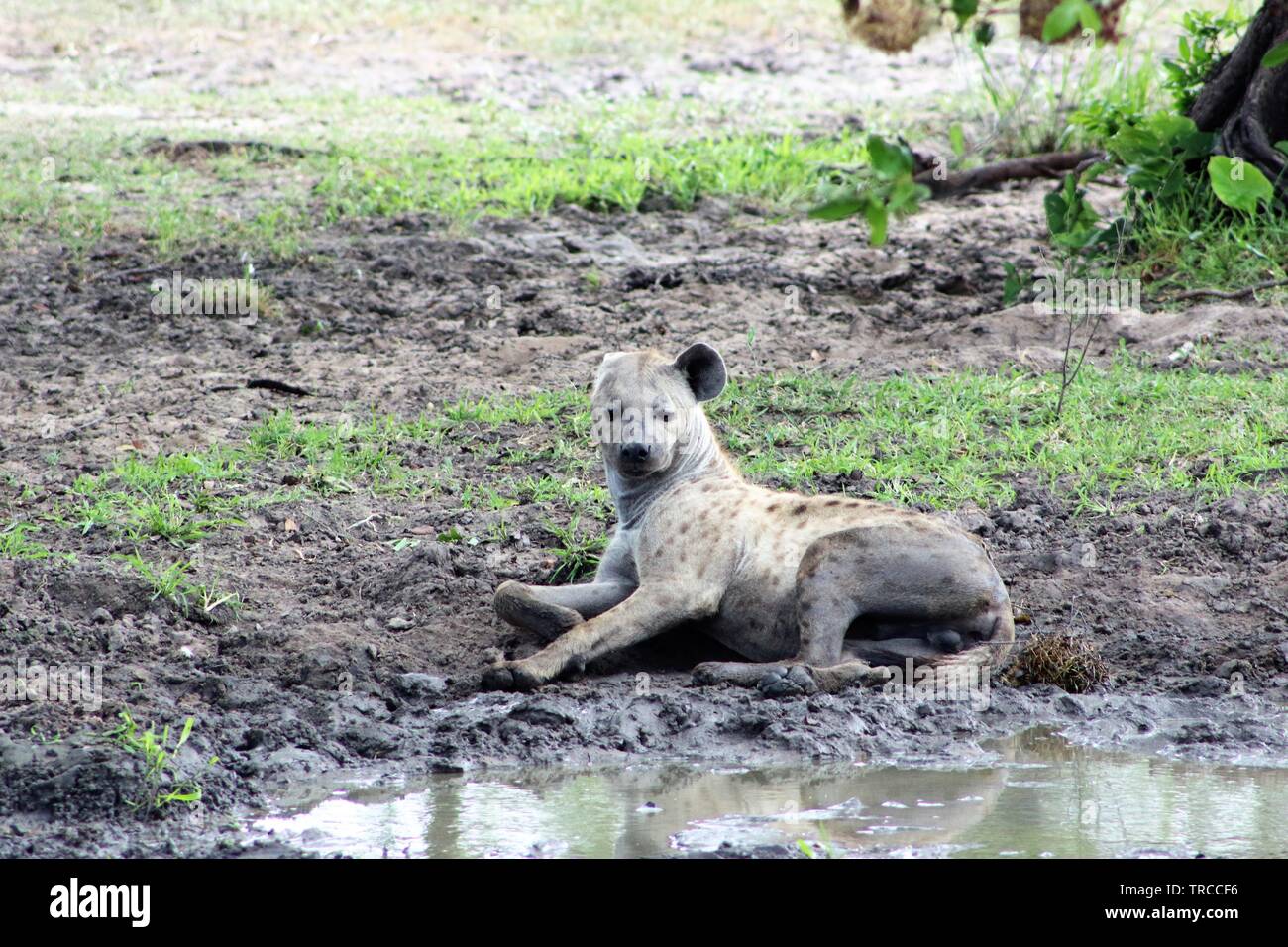 La faune et les animaux sur un safari en Tanzanie, Afrique Banque D'Images