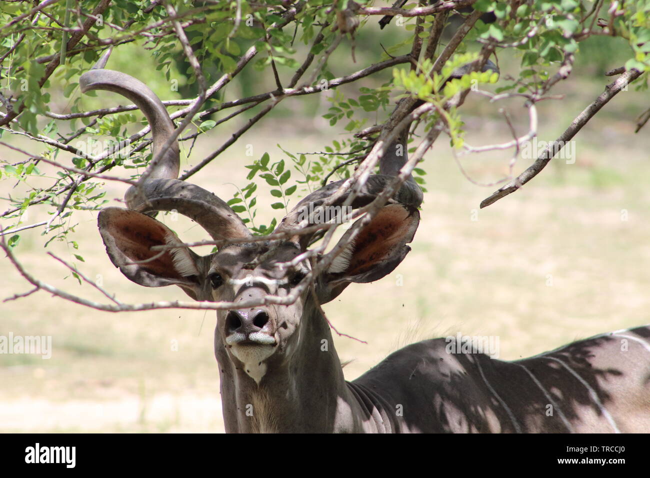 La faune et les animaux sur un safari en Tanzanie, Afrique Banque D'Images