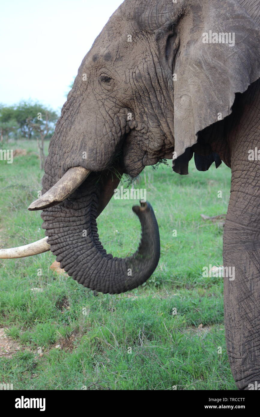 La faune et les animaux sur un safari en Tanzanie, Afrique Banque D'Images