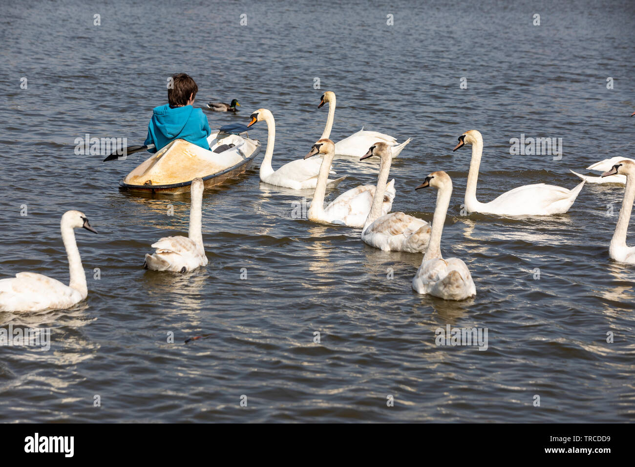 Teenage boy en kayak sur l'alimentation des cygnes Meare à Aldeburgh, dans le Suffolk. Banque D'Images