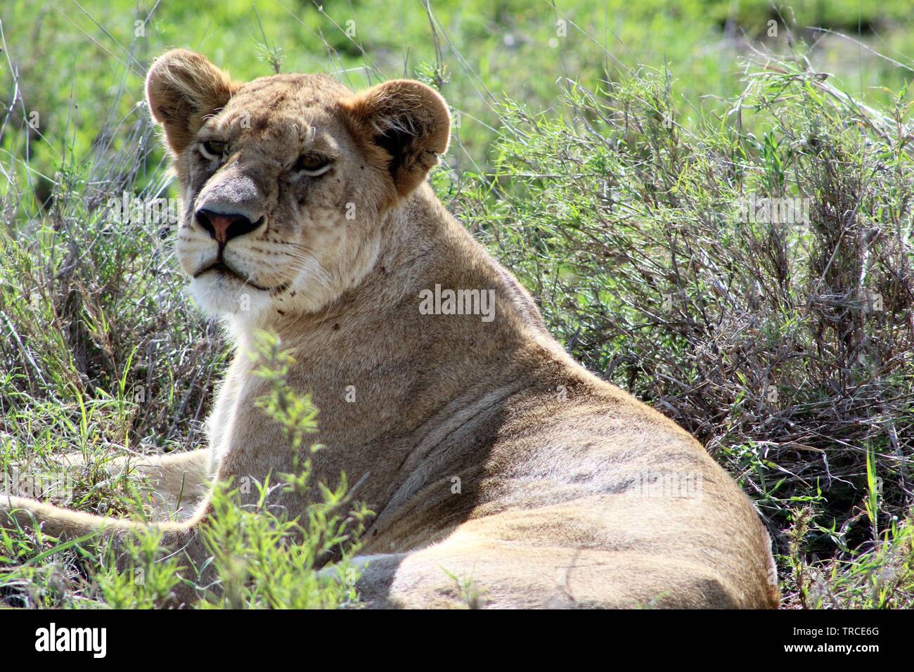 Safari en Tanzanie, Afrique Banque D'Images