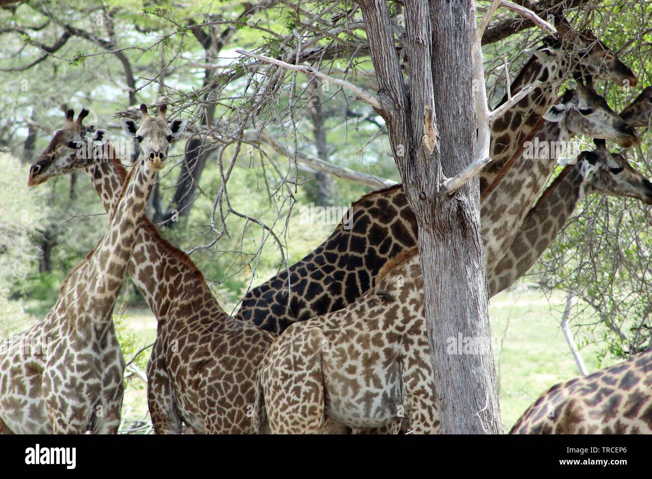 Safari en Tanzanie, Afrique Banque D'Images