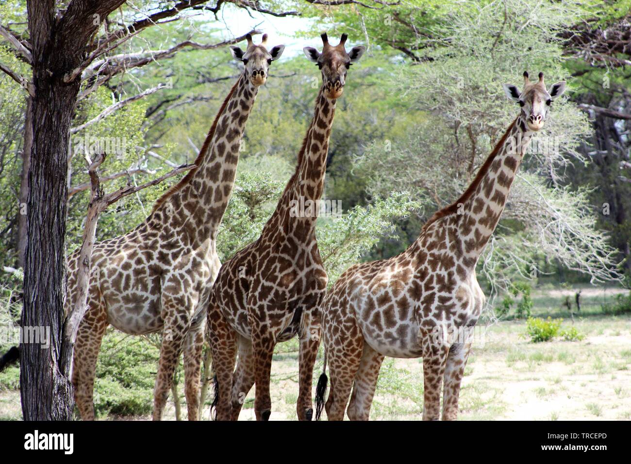 Safari en Tanzanie, Afrique Banque D'Images