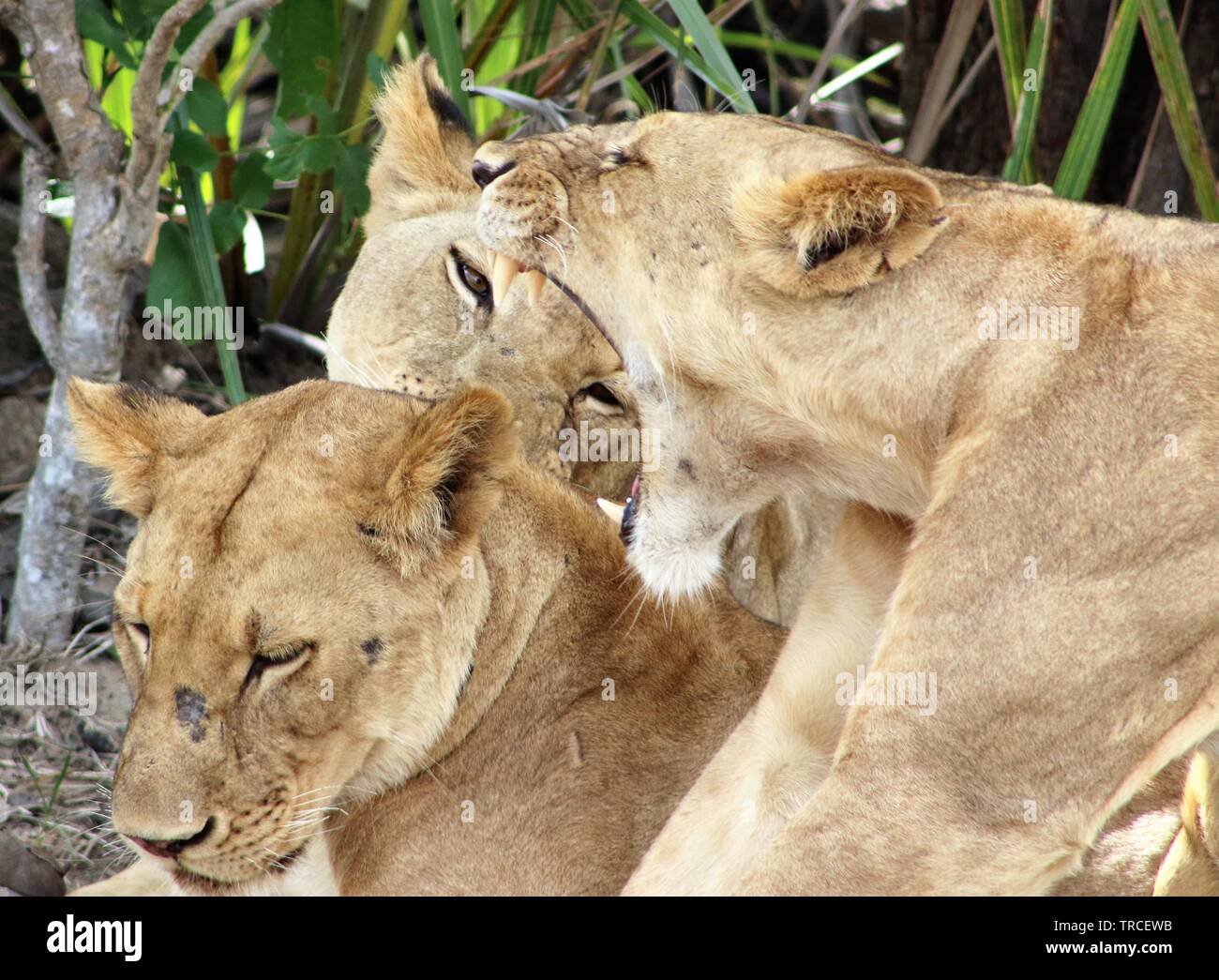 Safari en Tanzanie, Afrique Banque D'Images