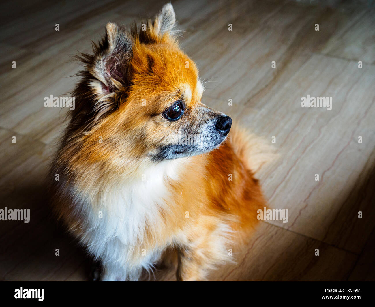 Petit chien de race mixte senior et chihuahua Poméranien stock fixe dans la distance avec une expression pensive Banque D'Images