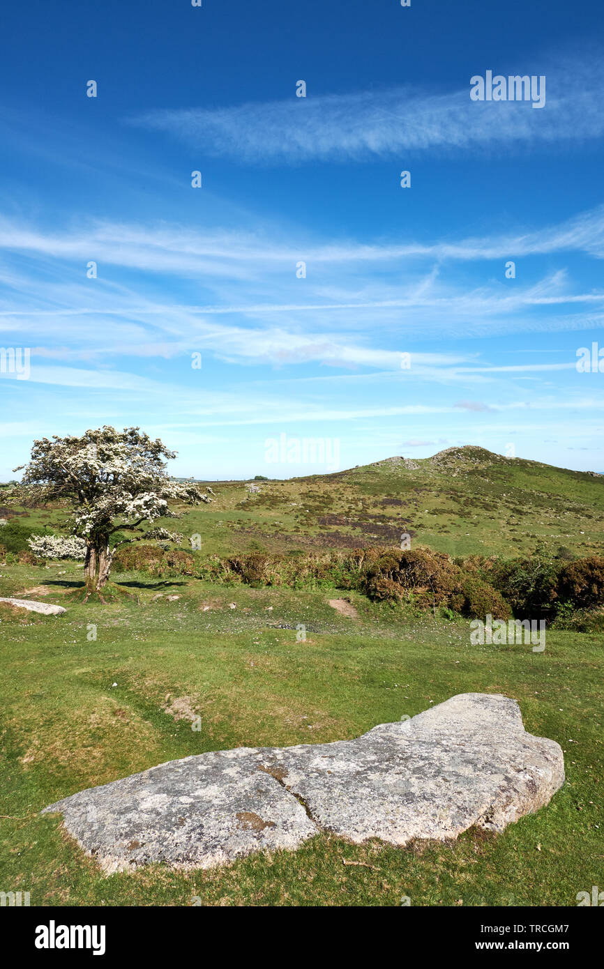 Sharp Tor sur le Dartmoor, dans le Devon, UK, avec un fluide en l'aubépine arbre et plaque de granit sur l'avant-plan. Banque D'Images