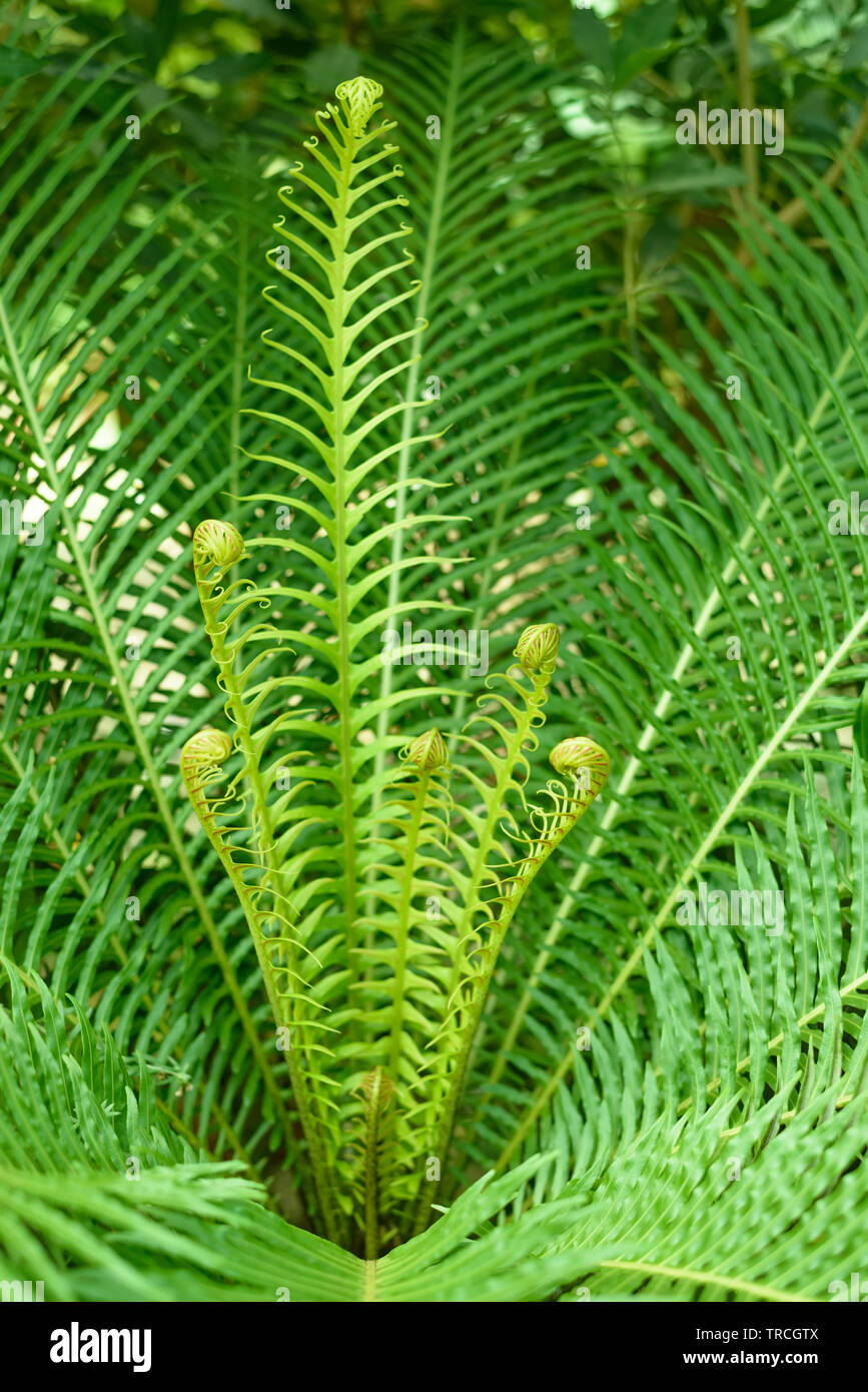 Fougère Blechnum gibbum. Focus sélectif. Banque D'Images