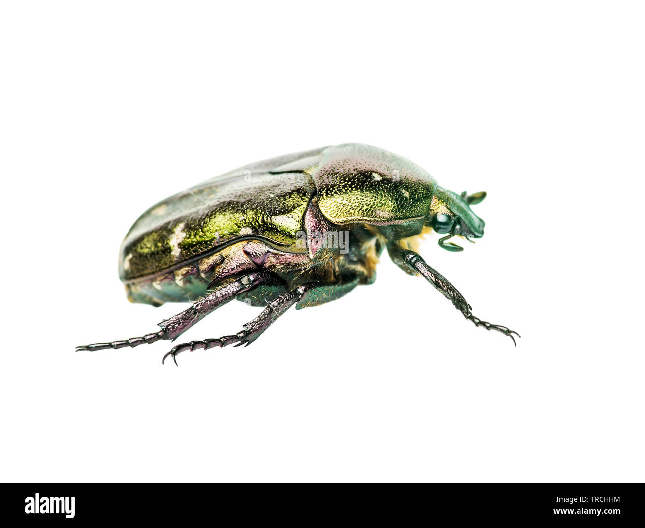 Cetonia aurata fleur vert Chafer Beetle Bug Juin insecte Macro isolé sur fond blanc Banque D'Images