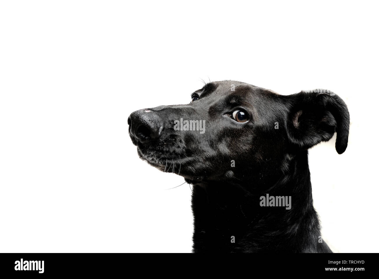 Chien noir avec isolé sur fond blanc Banque D'Images