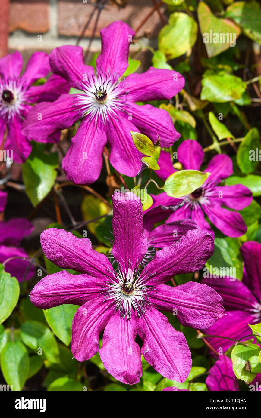 Clematis floraison en été Banque D'Images