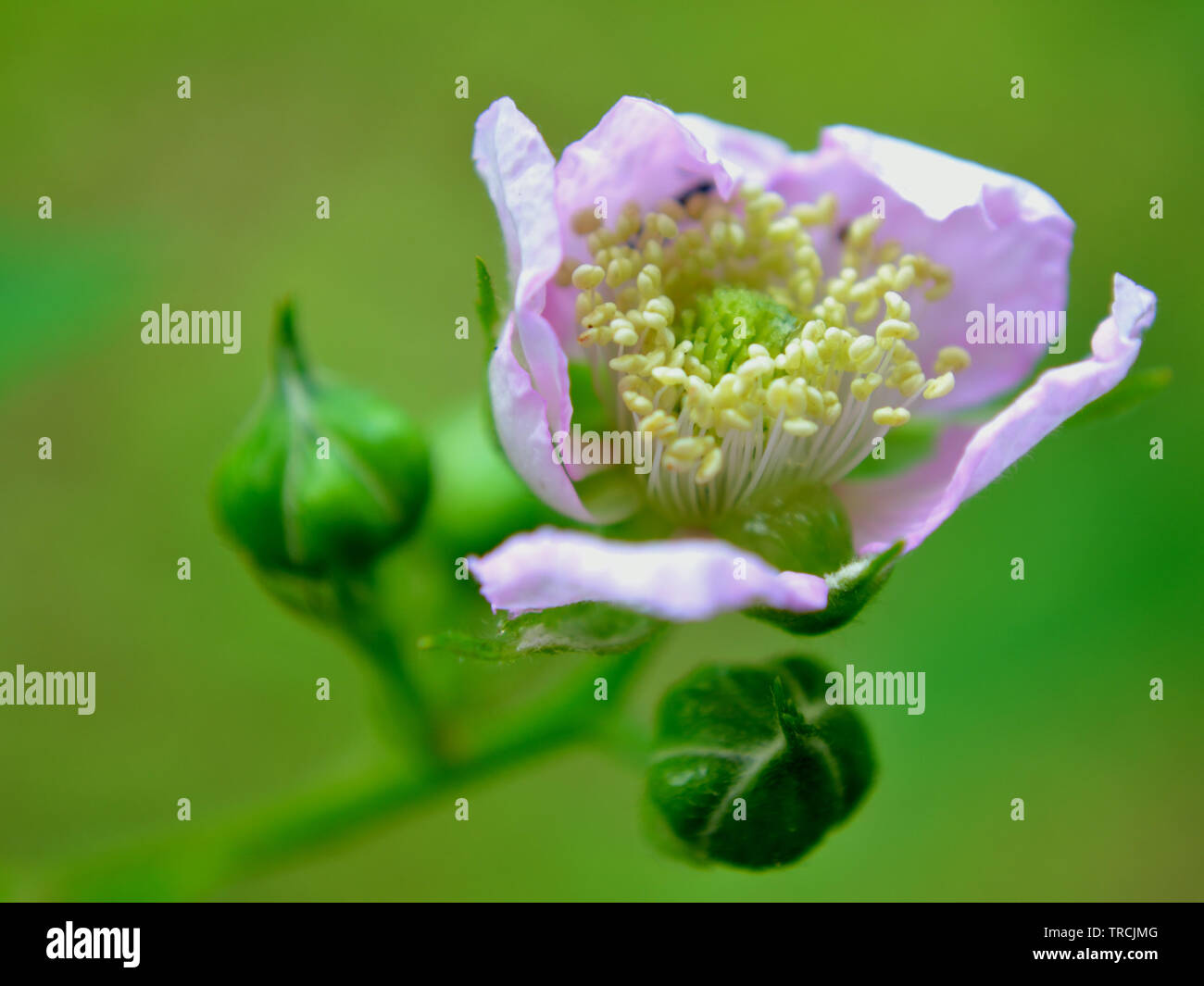 Rubus fruticosus fleur, macro photographie Banque D'Images