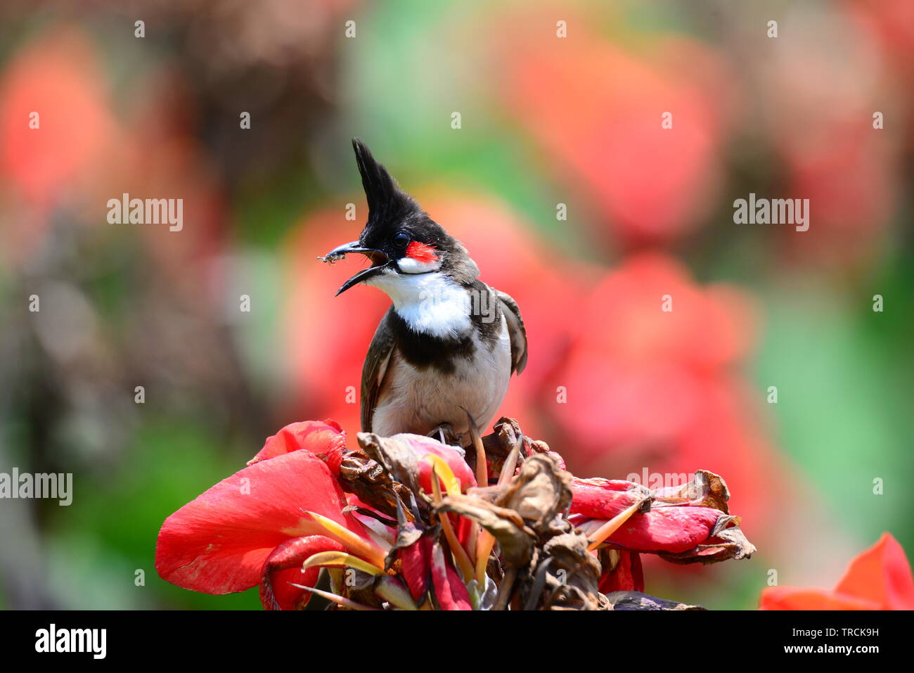 Bulbul sur fleur Banque D'Images