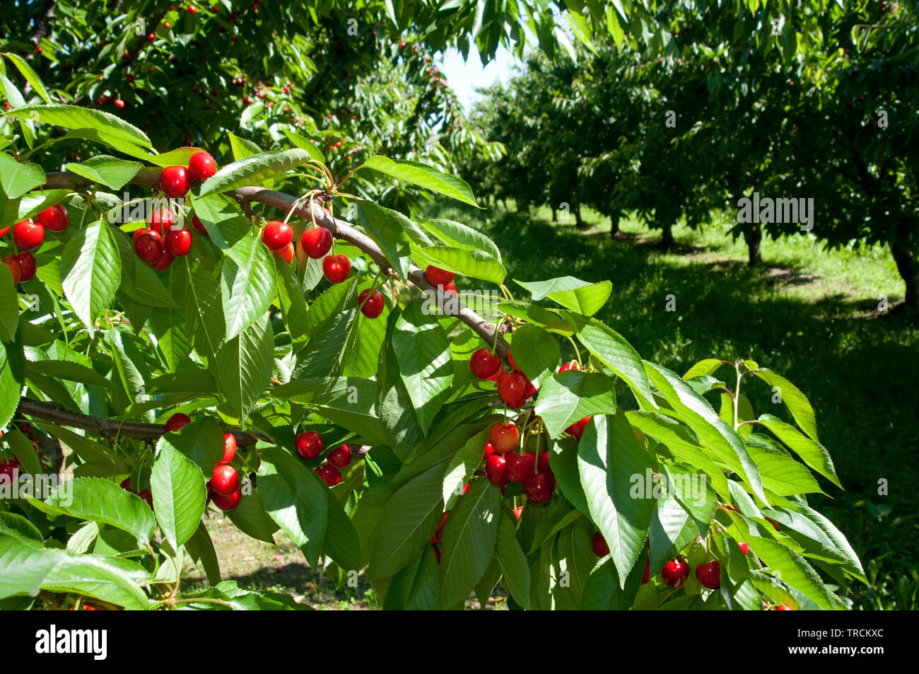 L'Italie, l'Emilie Romagne, Vignola, les cerises poussent sur un arbre dans un verger Banque D'Images