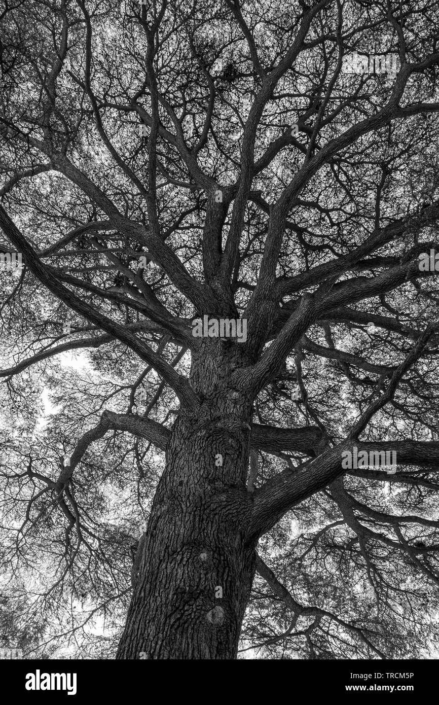 À la recherche jusqu'à un grand et majestueux arbre, probablement un chêne, dans le Hampshire, Angleterre (développé en monochrome) Banque D'Images