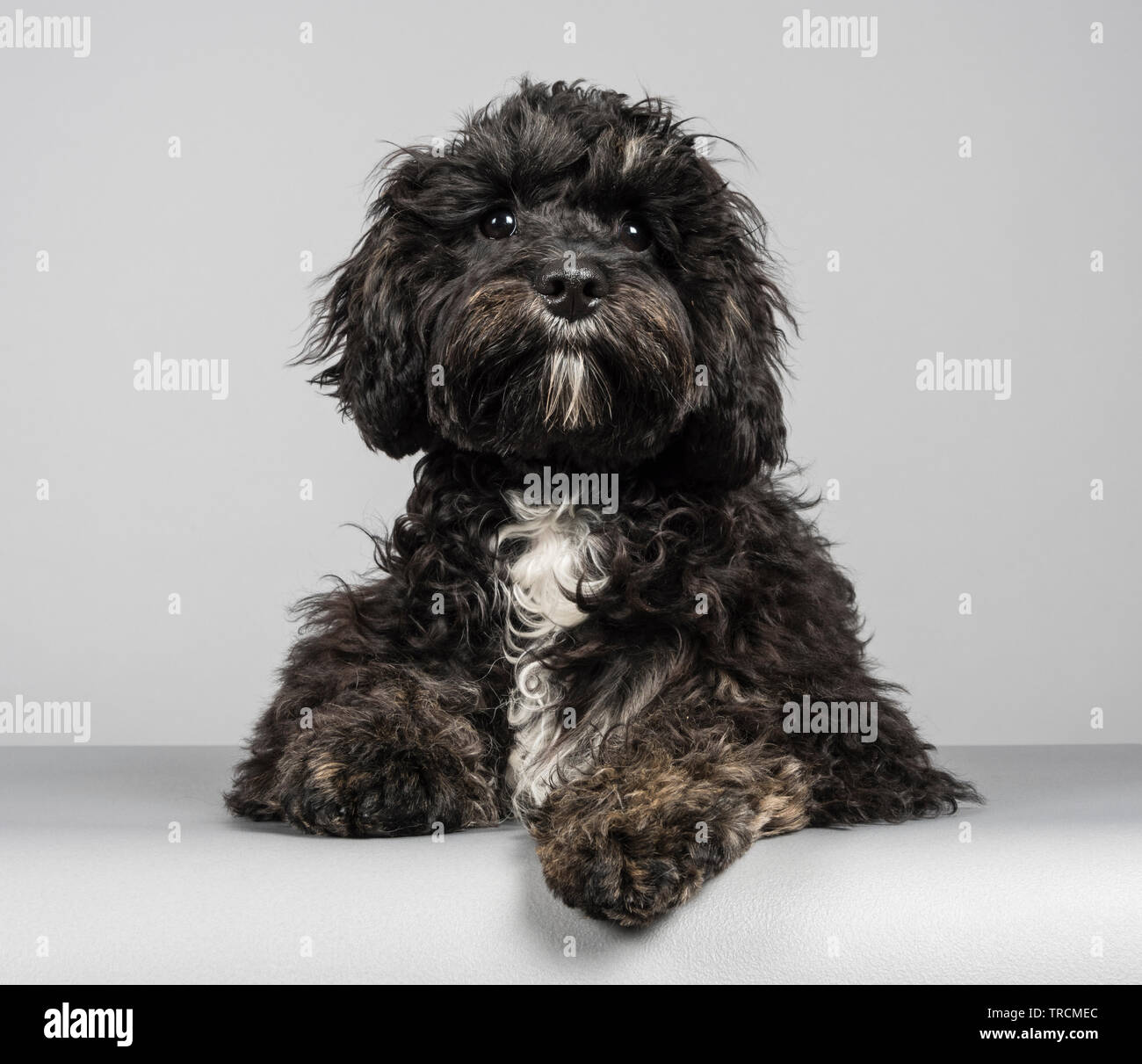 Cavapoo 5 mois, femme, Royaume-Uni Banque D'Images