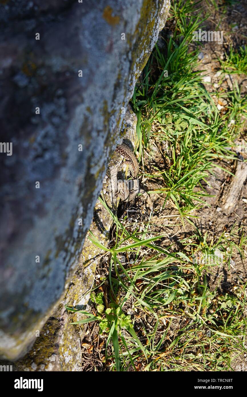 Deux lézards dans le soleil du soir Banque D'Images