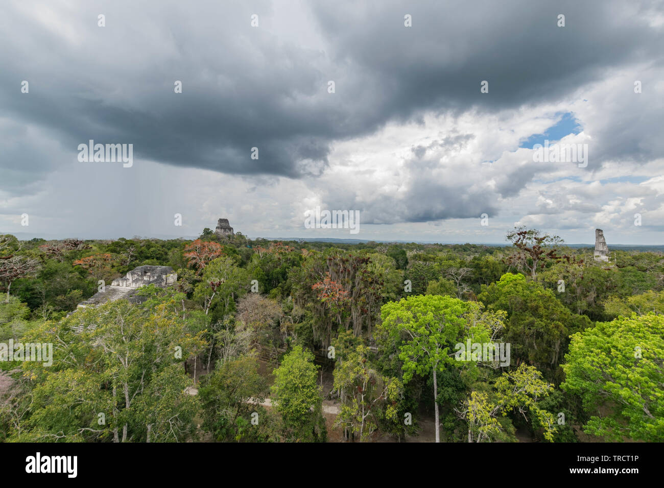 Vue de la jungle avec des arbres en fleurs, un ciel dramatique et ruines mayas, à partir d'une plate-forme haute, dans le parc national de Tikal, Guatemala Banque D'Images