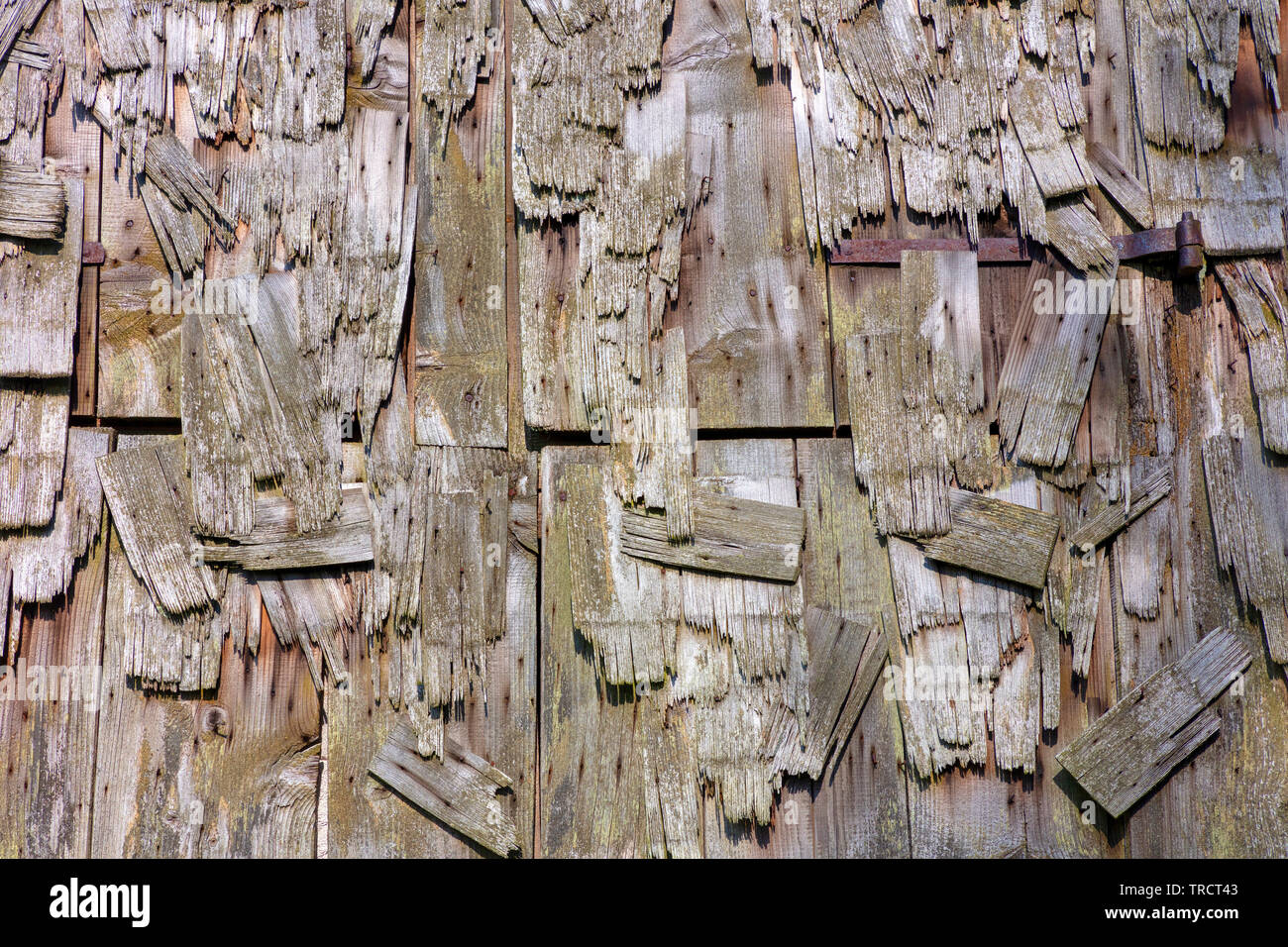 Old weathered wooden shingles cassée Banque D'Images