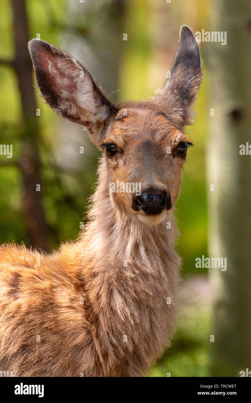 Portrait d'une belle mule deer doe Banque D'Images