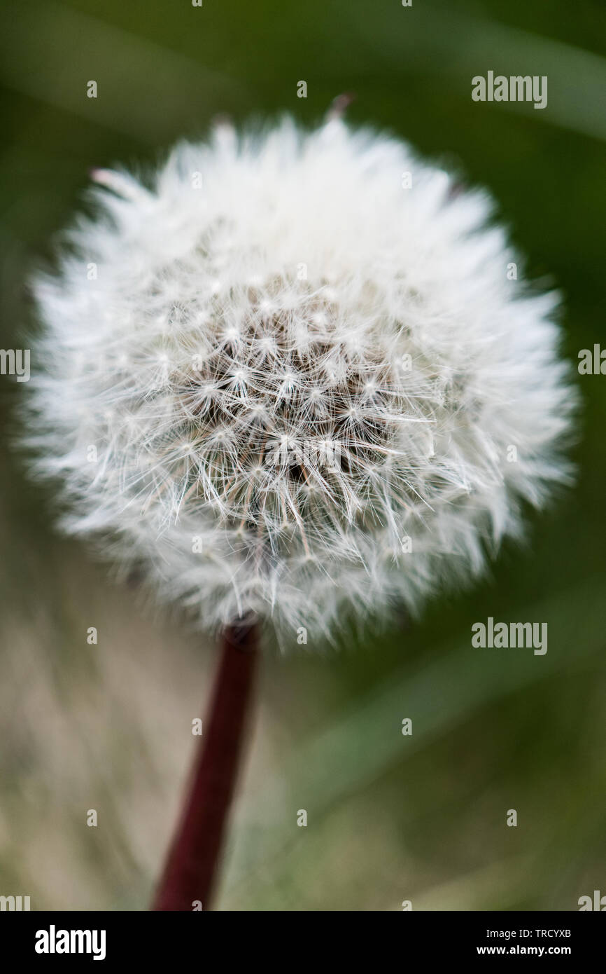 Fleur de pissenlit Taraxacum (tête) Banque D'Images