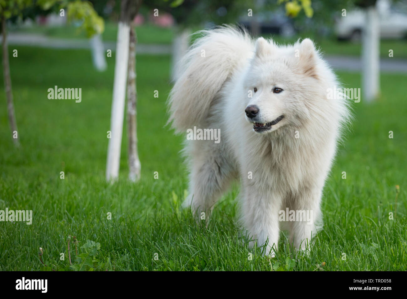 Jeune homme blanc samoyède se dresse sur l'herbe verte. Banque D'Images