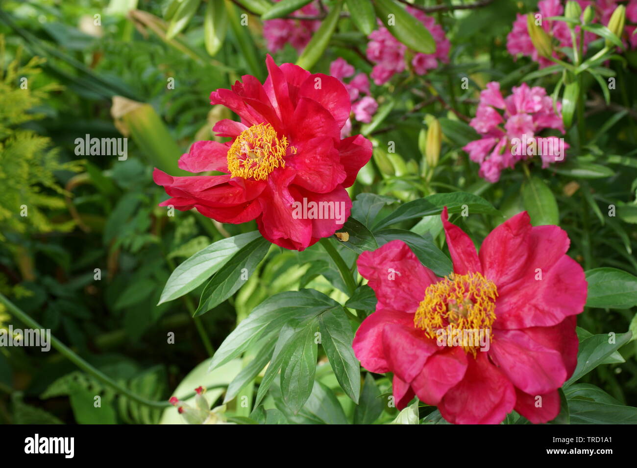 Paeonia Postillion. Fleur de pivoine rouge. Paeonia lactiflora pivoine chinoise (ou même jardin pivoine). Banque D'Images