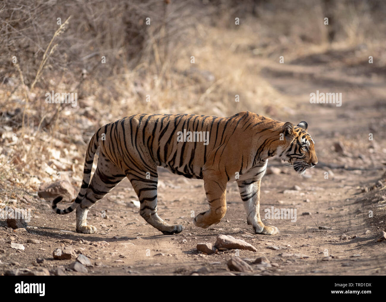 Tigre du Bengale - Tigré Noor T-39 Banque D'Images