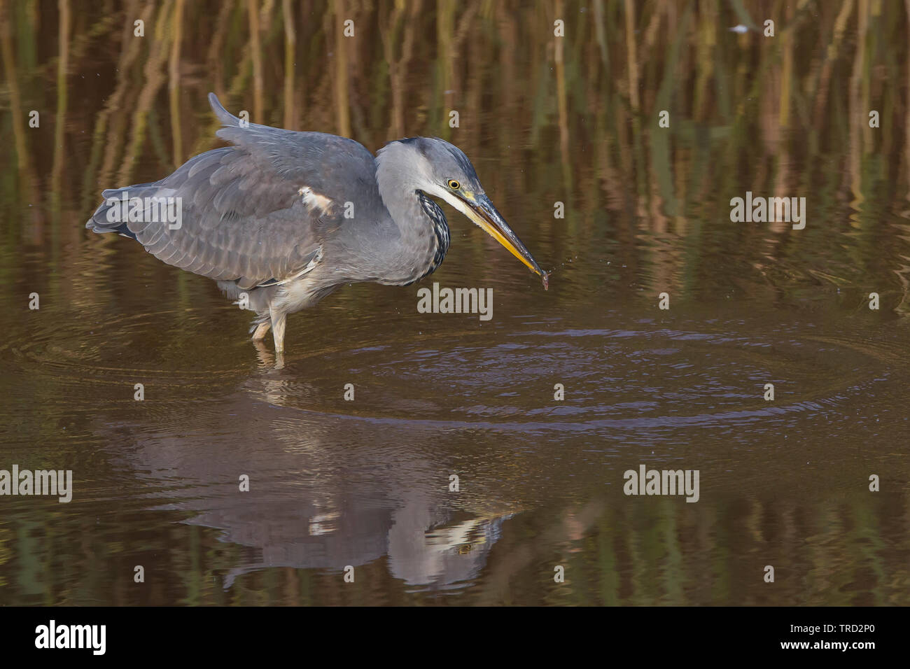 Détaillé, close-up Vue de côté, la sauvage oiseau héron cendré (Ardea cinerea) isolés de patauger dans des eaux peu profondes dans les zones humides pour la chasse britannique roselière du poisson. Banque D'Images