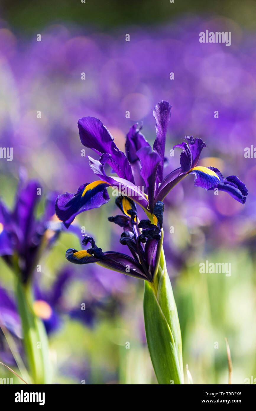 Dutch Iris hollandica Sensation pourpre fleurs dans un jardin. Banque D'Images