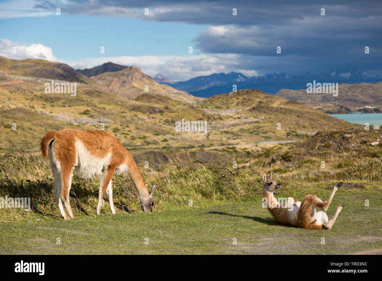 Cobourg sur l'herbe dans le parc national Torres del Paine, Patagonie, Chili Banque D'Images
