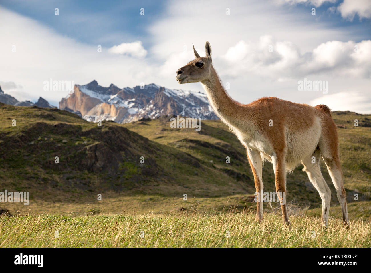 Cobourg sur l'herbe dans le parc national Torres del Paine, Patagonie, Chili Banque D'Images