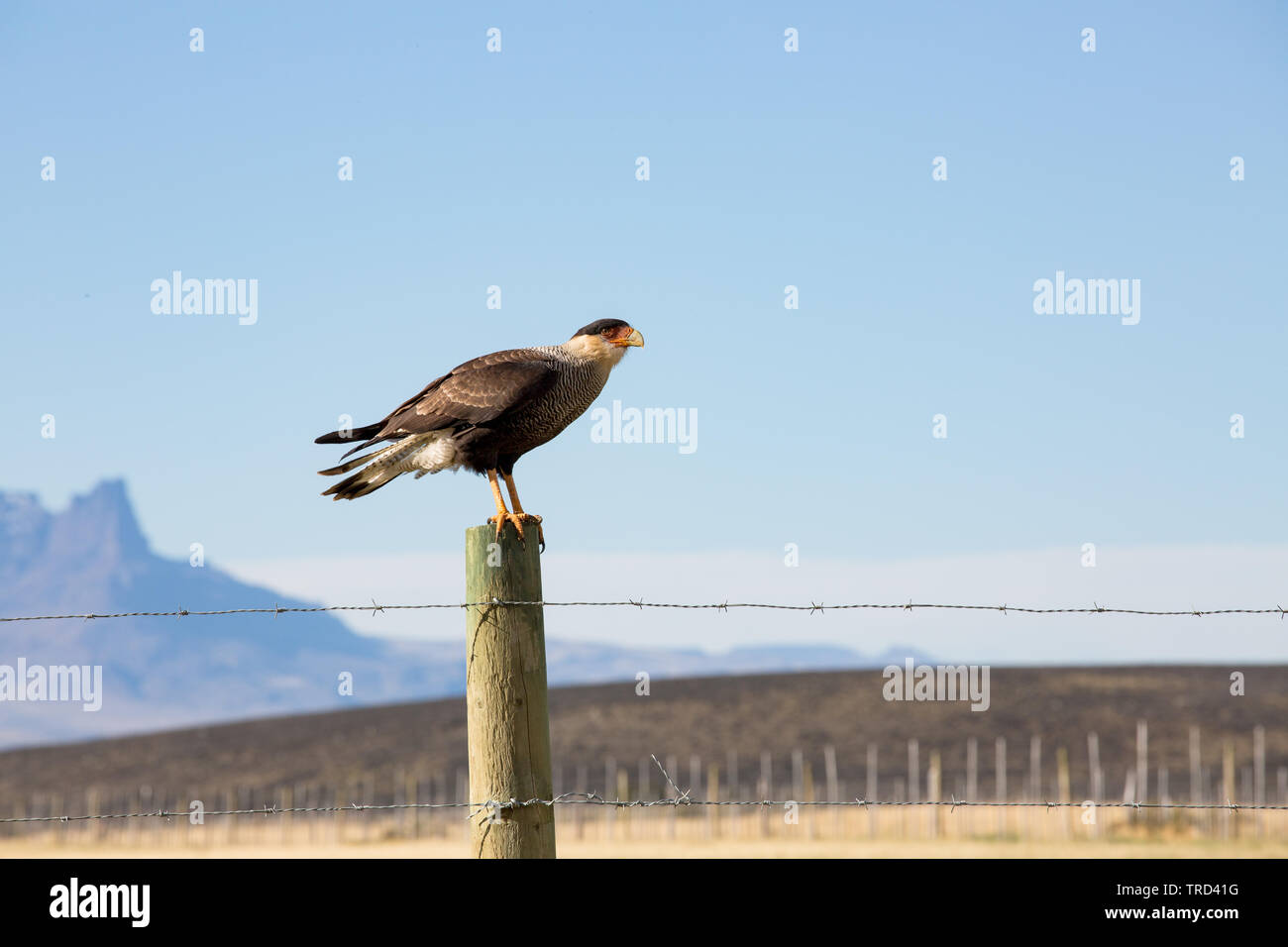 Hawk perché sur piquet en Patagonie, Chili Banque D'Images