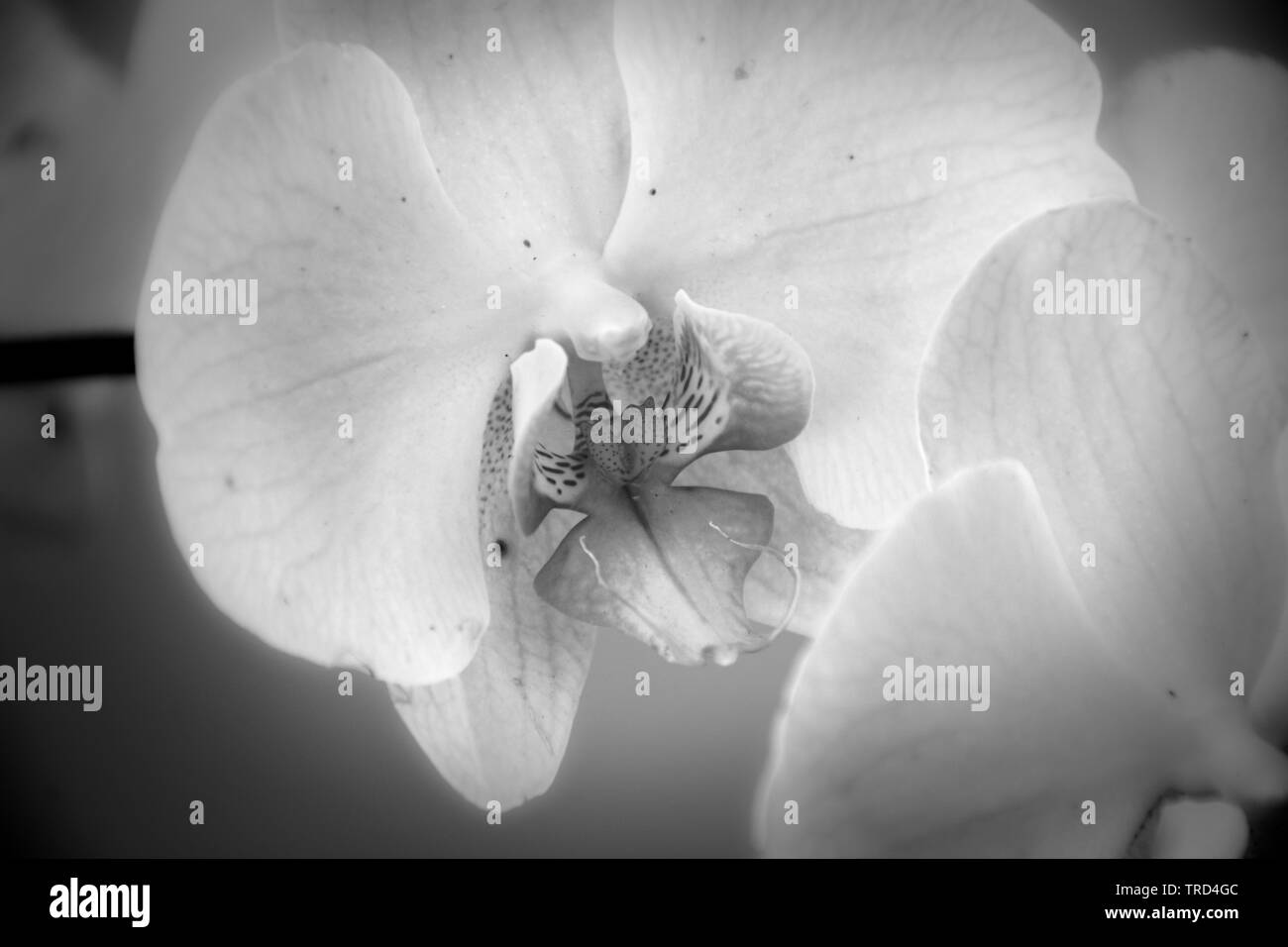 Orchidées en noir et blanc avec finition artistique Banque D'Images