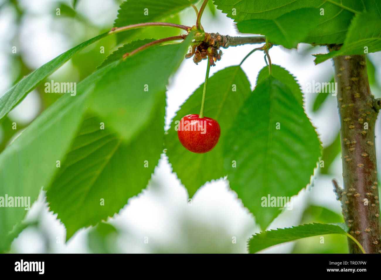 Les cerises mûres accroché sur une branche entre les feuilles Banque D'Images