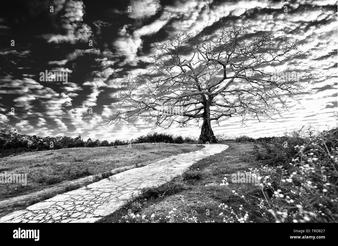 Le chemin d'accès à l'antique de Bombax ceiba avec arbre ciel dramatique embellit la beauté du nord Vietnam Banque D'Images