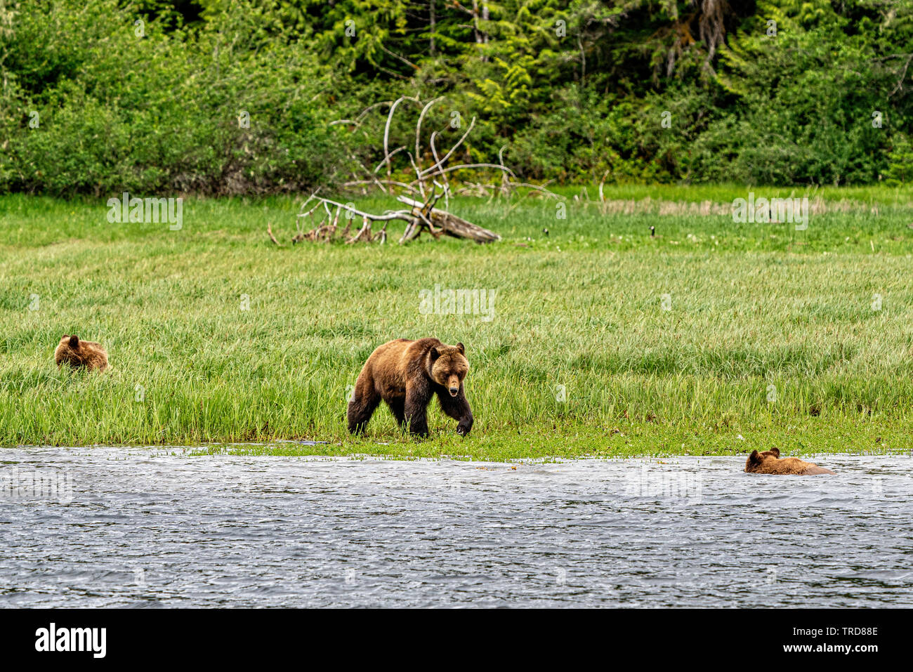 Moment de détente dans la forêt du Grand Ours, Knight Inlet, le territoire des Premières Nations, Colombie-Britannique, Canada Banque D'Images