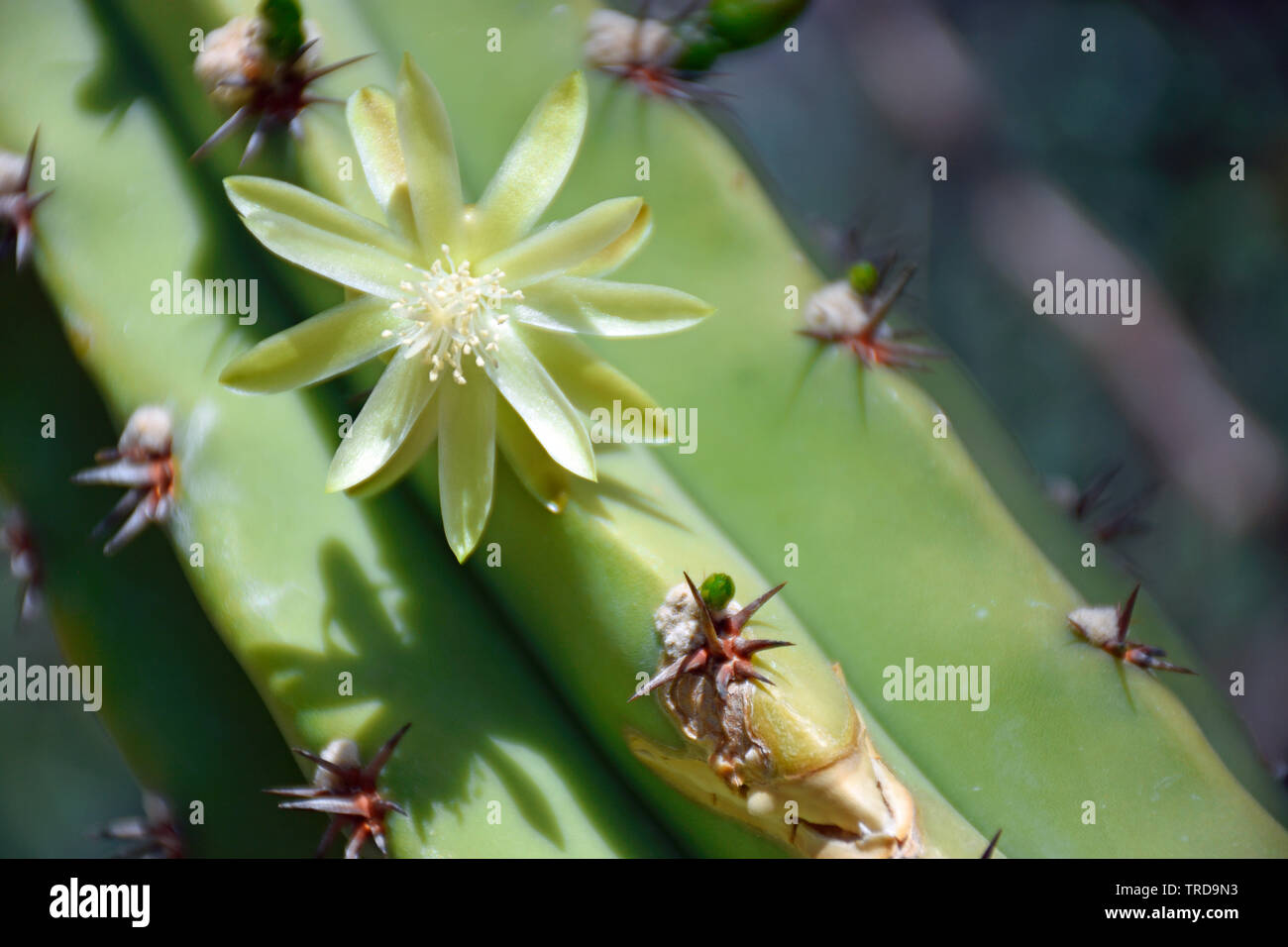 Cactus candélabres Cochal Banque D'Images