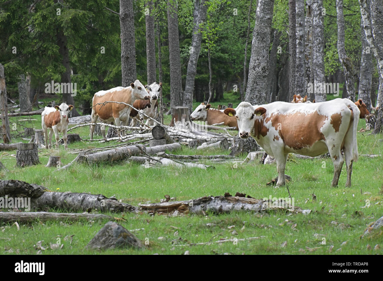 Le bétail en liberté dans une forêt en pâturage Finlande Banque D'Images
