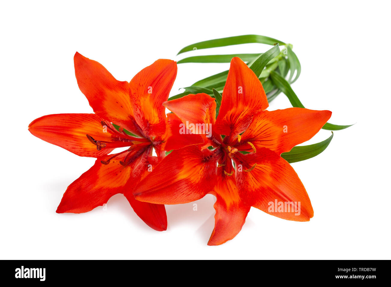 Lys Orange flower isolated on white backgrouind Banque D'Images