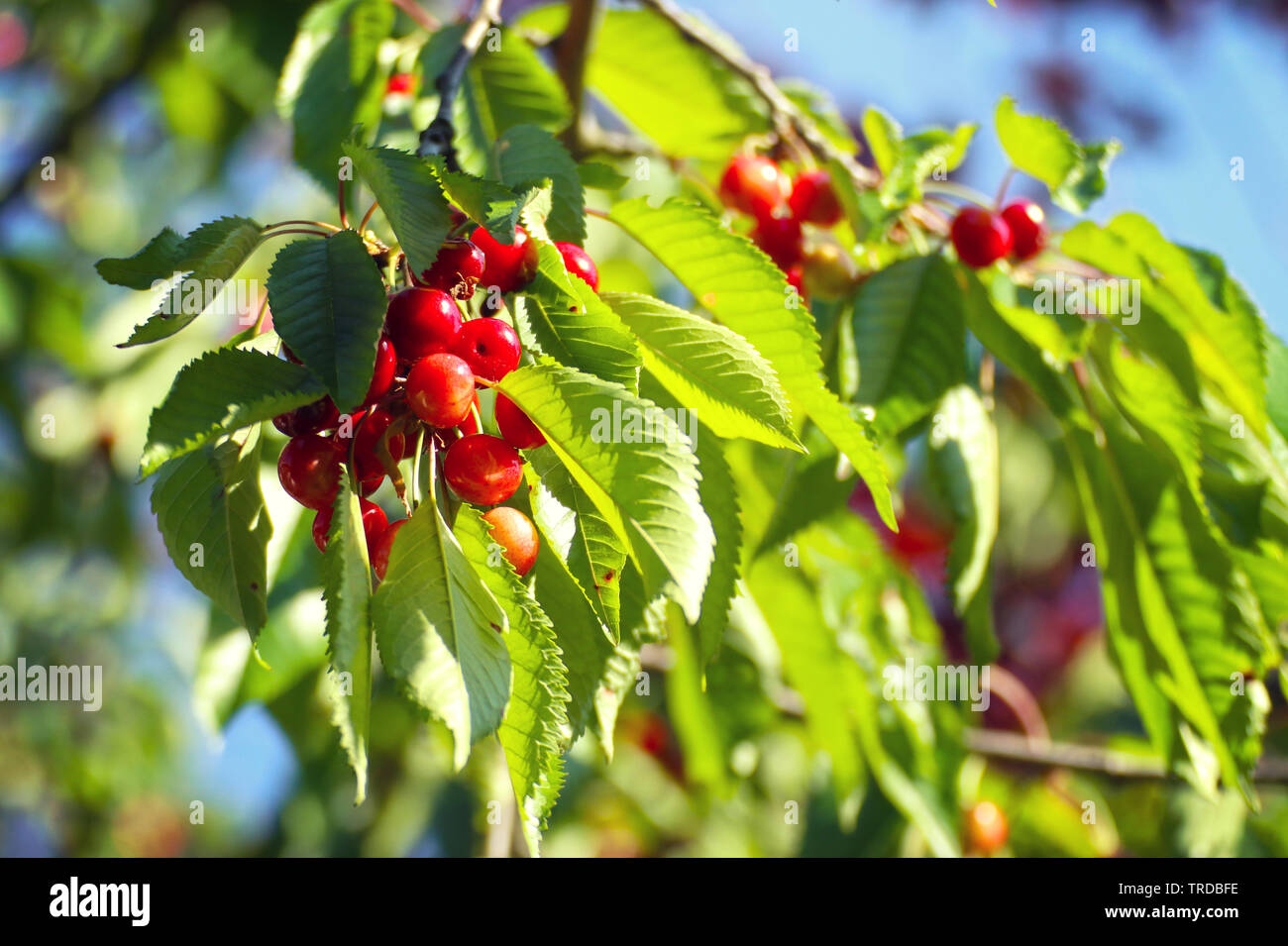 Les cerises mûres (Prunus cerasus) en attendant de les branches de l'arbre prêt pour la récolte Banque D'Images